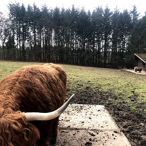 Wildpark Schwarze Berge- highland cattle- 2021