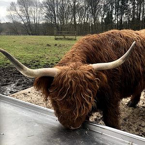 Wildpark Schwarze Berge- highland cattle at feeding tray- 2021