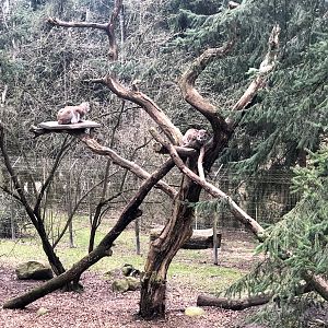 Wildpark Schwarze Berge- lynx couple in climbing structure- 2021