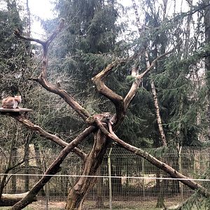 Wildpark Schwarze Berge- two lynx in climbing structure- 2021