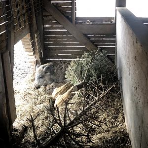 Wildpark Schwarze Berge- piglets with mother- 2021