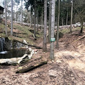 Wildpark Schwarze Berge- European brown bear- 2021