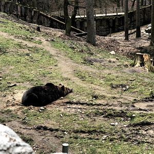 Wildpark Schwarze Berge- European brown bear resting- 2021