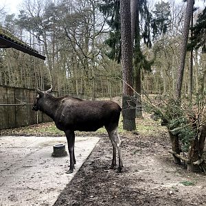 Wildpark Schwarze Berge- moose- 2021