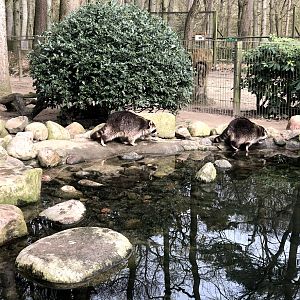 Wildpark Schwarze Berge- racoons- 2021