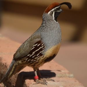 Callipepla gambelli fulvipectus