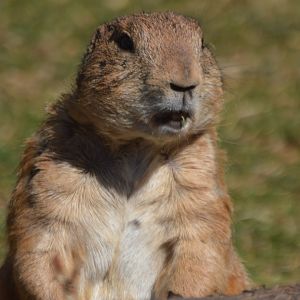 Cynomys ludovicianus