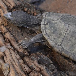 Kinosternon sonoriense sonoriense