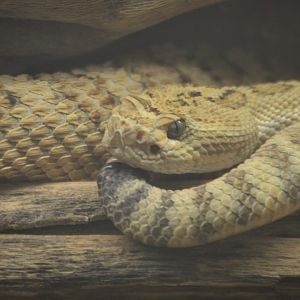 Crotalus lutosus