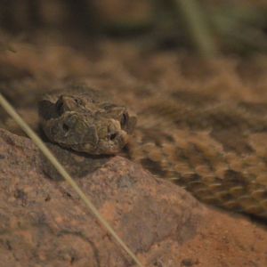 Crotalus viridis nuntius