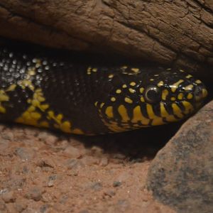 Lampropeltis splendida