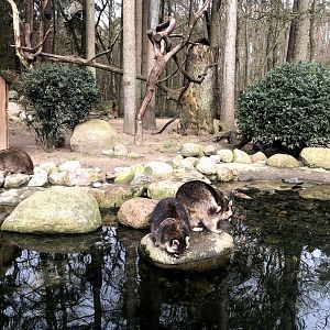 Wildpark Schwarze Berge- racoons at water moat- 2021