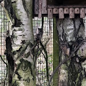 Wildpark Schwarze Berge- two long-eared owls- 2021