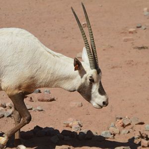 Oryx leucoryx