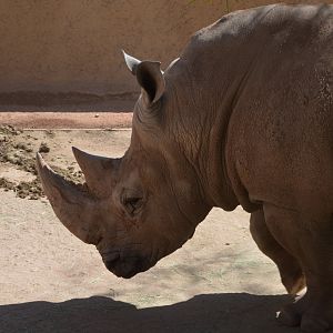 Ceratotherium simum simum