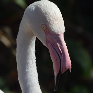Phoenicopterus roseus