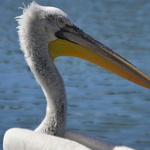 Pelecanus crispus