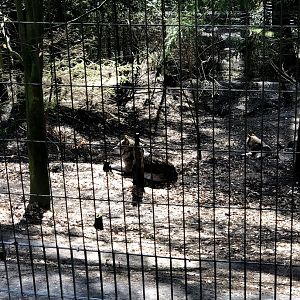 Wildpark Schwarze Berge- wolf siblings "Artus" and "Freya"- 2021