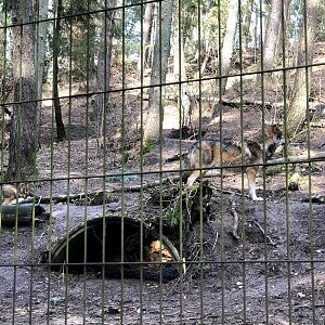 Wildpark Schwarze Berge- wolf couple in their enclosure- 2021