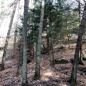 Wildpark Schwarze Berge- natural wolf enclosure- 2021