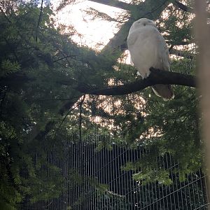 Wildpark Schwarze Berge- snowy owl- 2021