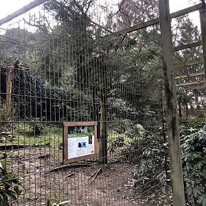 Wildpark Schwarze Berge- owl enclosure- 2021