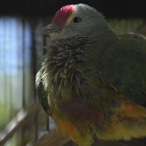 Ptilinopus roseicapilla