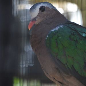 Chalcophaps indica indica