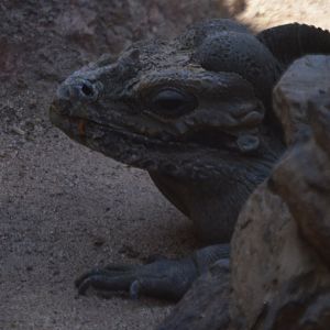 Cyclura cornuta cornuta