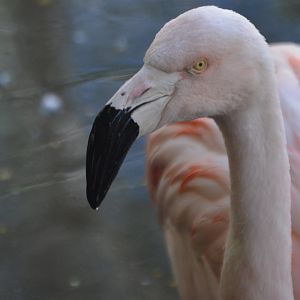 Phoenicopterus chilensis