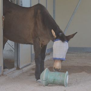 Equus africanus asinus x ferus caballus