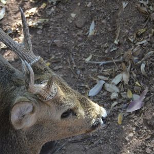 Hyelaphus calamianensis