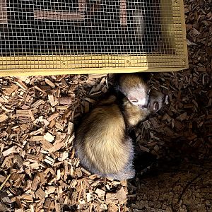 Wildpark Schwarze Berge- two ferrets playing- 2021