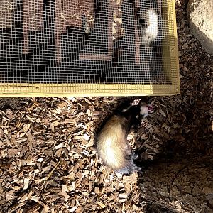 Wildpark Schwarze Berge- ferrets- 2021