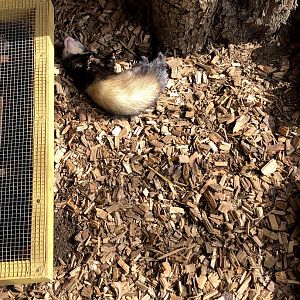 Wildpark Schwarze Berge- ferret- 2021