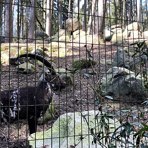 Wildpark Schwarze Berge- European ibex- 2021