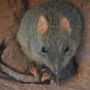 Bettongia penicillata ogilbyi