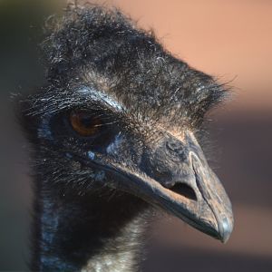 Dromaius novaehollandiae novaehollandiae