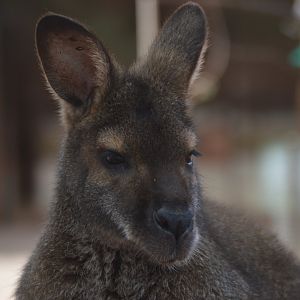 Notamacropus rufogriseus rufogriseus