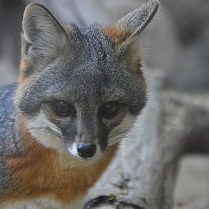 Urocyon littoralis clementae