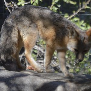 Vulpes macrotis (no idea what subspecies)