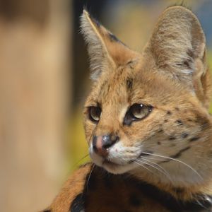 Leptailurus serval