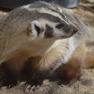 Taxidea taxus jacksoni