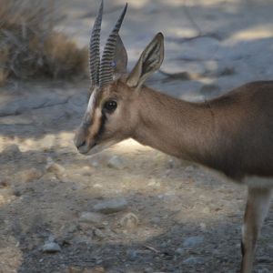 Gazella cuvieri