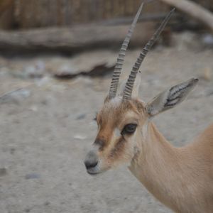 Gazella leptoceros