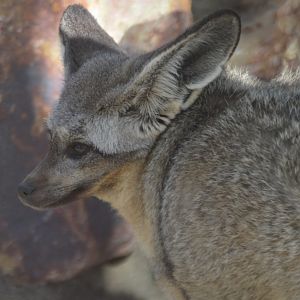 Otocyon megalotis megalotis