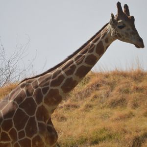 Giraffa camelopardalis reticulata