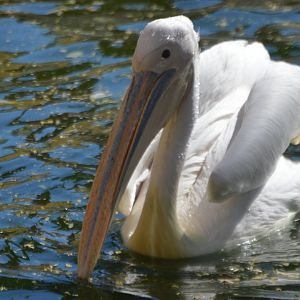 Pelecanus onocrotalus