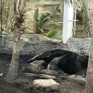 Giant Anteater (Myrmecophaga tridactyla)