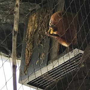 Golden Lion Tamarin (Leontopithecus rosalia)